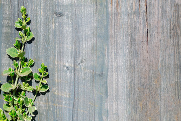 Wooden background and young twigs of a plant with green leaves on a sunny day. Place for text.