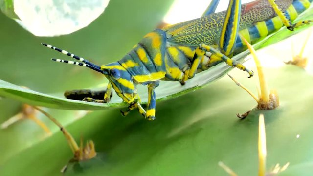 green grasshopper on a leaf