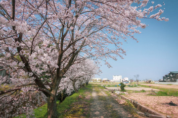 Fototapeta na wymiar 快晴の田園風景と桜並木