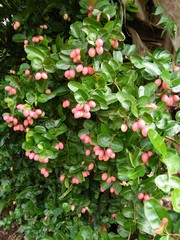 red fruits