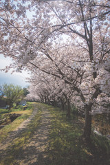 Fototapeta na wymiar 満開の桜並木と農道