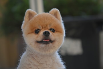 pomeranian dog cute pet happy smiling in the morning