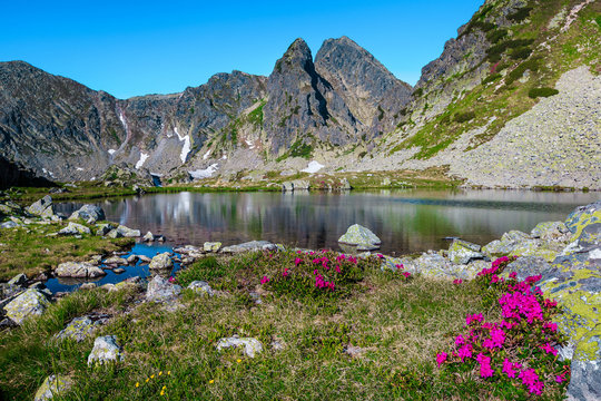 Pink rhododendron bush and Taul Portii glacier lake, Retezat mountains