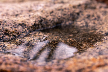 Puddle of water on rock