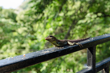 Giant Crown Anole Lizard Tobago