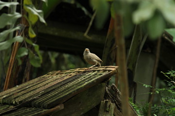 Beautiful nature and its different macro living forms 