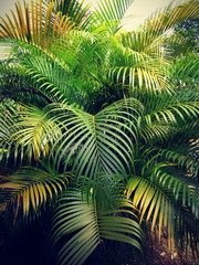 palm tree leaves