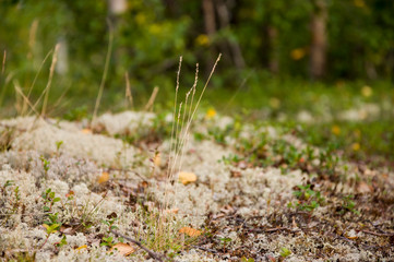 Green grass with cowberries and moss in the forest. Nature beauty under feet