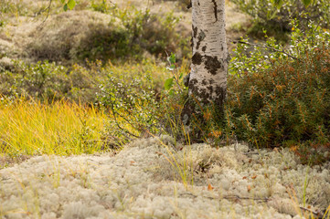 Green grass with cowberries and moss in the forest. Nature beauty under feet