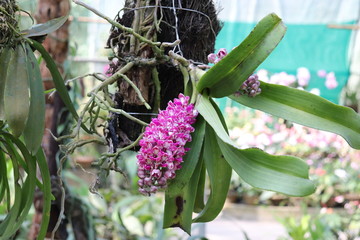 Pink and white clustered orchid flowers. Dendrobium is a genus of mostly epiphytic and lithophytic...