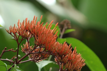 Beautiful nature and its different macro living forms 