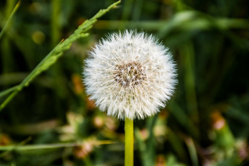 dandelion close-up two