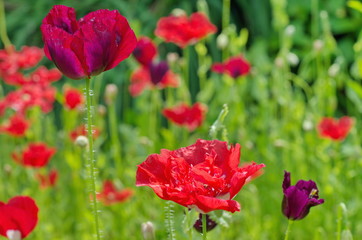 Blooming decorative poppies in the summer garden