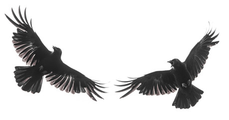 Isolated carrion crow in flight with fully open wings