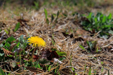 노란 민들레꽃이 아름다운 봄풍경