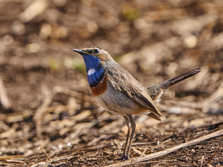 Bluethroat (Luscinia svecica) in its habitat