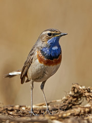 Bluethroat (Luscinia svecica) in its habitat