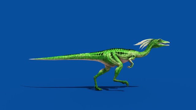 Compy Jurassic Dinosaur Runcycle Blue Screen Loop 3D Rendering Animation