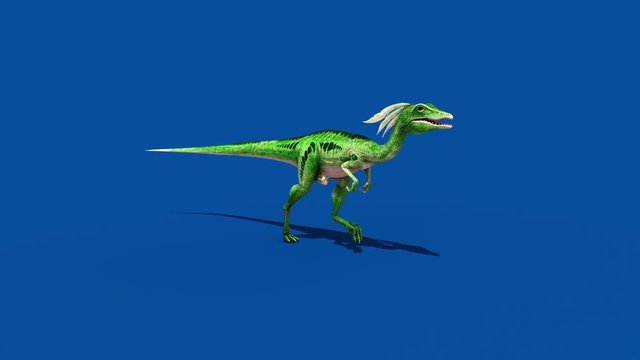 Compy Jurassic Dinosaur Runs Blue Screen Front 3D Rendering Animation