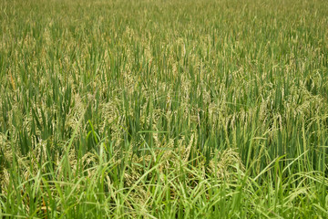 Rice fields in rural areas of Bali. Agricultural life. Traditional farming. Close up photography.