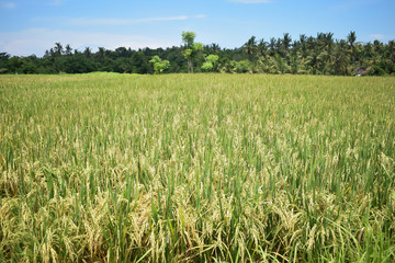 Rice fields in rural areas of Bali. Agricultural life. Traditional farming