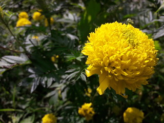 yellow chrysanthemum flower