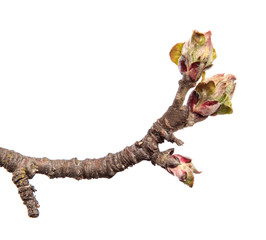 Apple tree branch on an isolated white background. Fruit tree sprout with leaves isolate.