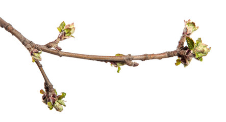 Apple tree branch on an isolated white background. Fruit tree sprout with leaves isolate.