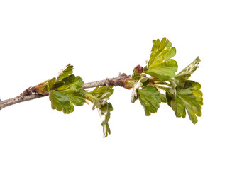 Gooseberry bush branch on an isolated white background. Berry bush sprout with leaves isolate.