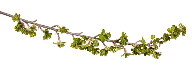 Gooseberry bush branch on an isolated white background. Berry bush sprout with leaves isolate.