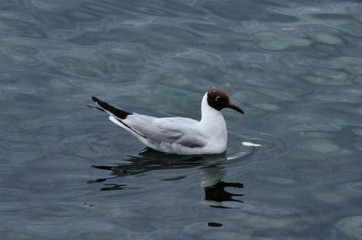 Pato cabeza marron