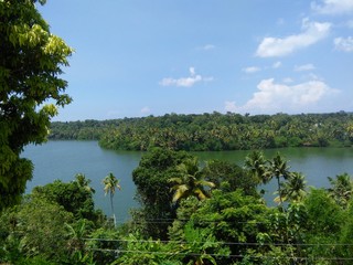 lake and forest