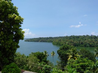 lake and trees