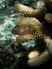 Petit poisson dans un corail en macro