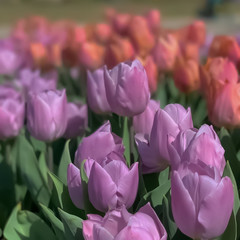 Obraz premium Focused tulips in garden have blur background shallow depth of field