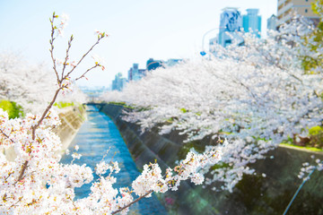 河川敷の桜
