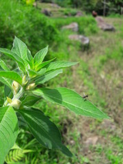 green leaves in the garden