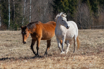Two horses walking in the pasture in the windy spring day.