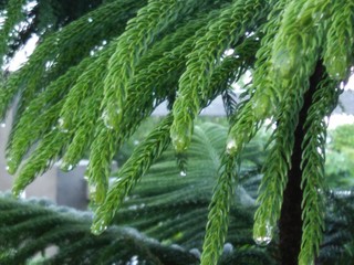 green fern leaves