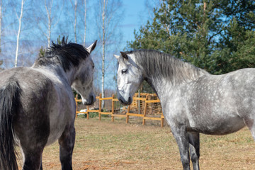 Acquaintance of two grey horses in the pasture on sunny spring day. 