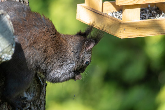 Eichh&ouml;rnchen am Futterhaus
