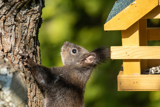 Eichh&ouml;rnchen am Futterhaus