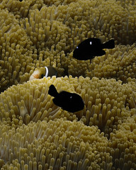 Poisson clown dans des anémones 