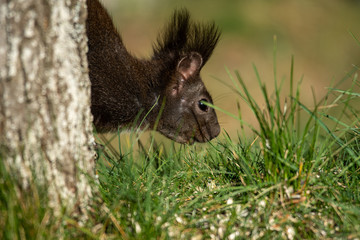 Eichhörnchen am Futterhaus
