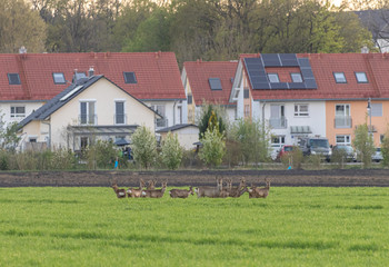 Rehe Rudel Germering München, Tiere in der Stadt, lustig Rotwild