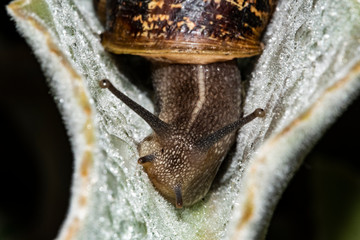 Snail sliding on garden plant after spring fallen rain
