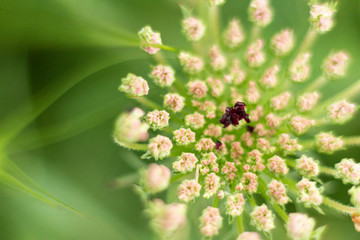 Flores de campo con fondo neutro desenfocado.