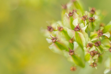 Flores de campo con fondo neutro desenfocado.