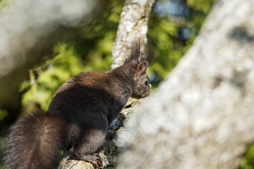 Eichhörnchen am Futterhaus