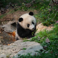 Playful young panda bear